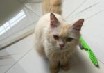 Persian cat