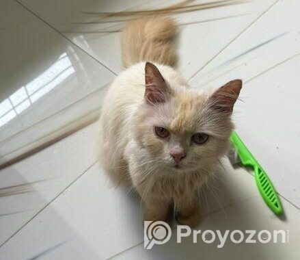 Persian cat