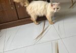 Persian cat