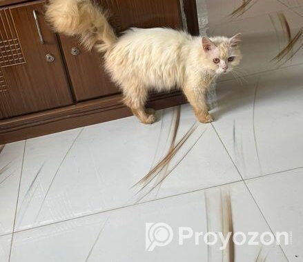 Persian cat