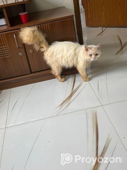 Persian cat