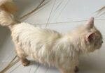 Persian cat