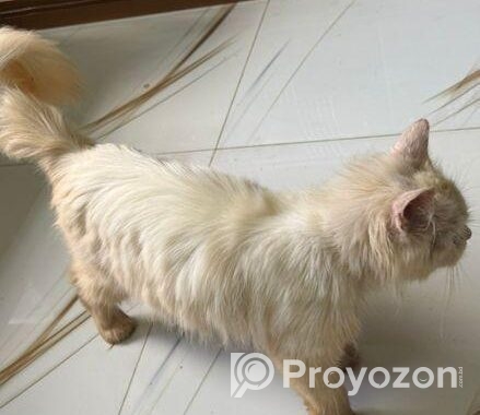 Persian cat