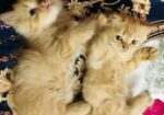 Persian cat