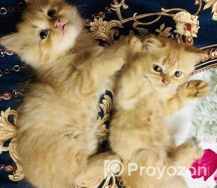 Persian cat