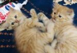 Persian cat