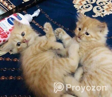 Persian cat