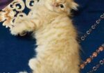 Persian cat