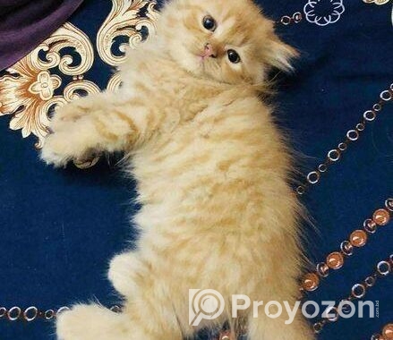 Persian cat
