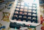 Auto Incubator (27pc)