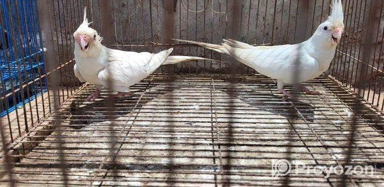 কোকাটেল পখি