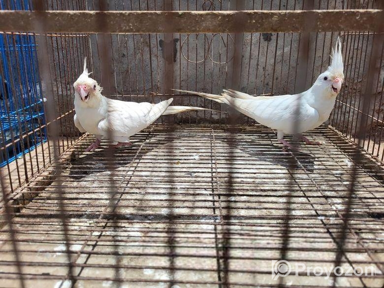 কোকাটেল পখি