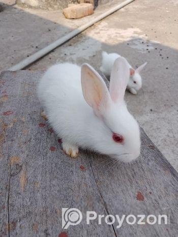 খরগোশটা বিক্রি হবে