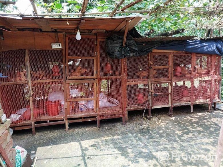 খুব ভালো দুইটি মুরগির খোপ