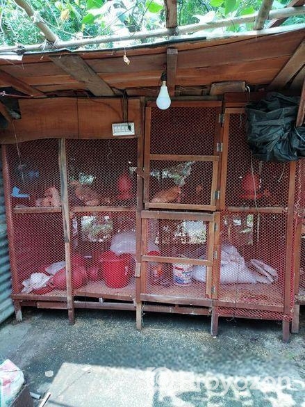 খুব ভালো দুইটি মুরগির খোপ