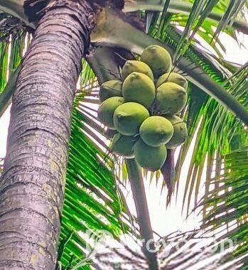 ডাব পির সহ