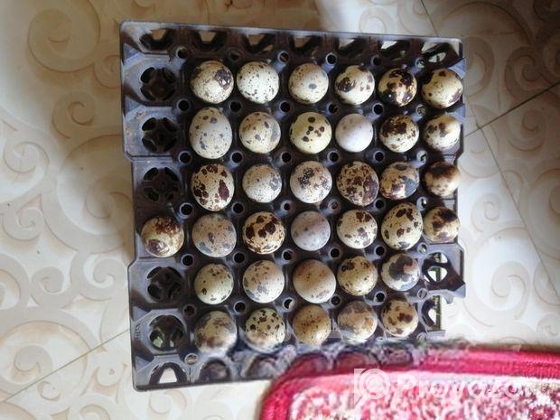 কোয়েল পাখির ডিম