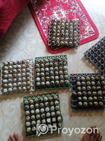 কোয়েল পাখির ডিম