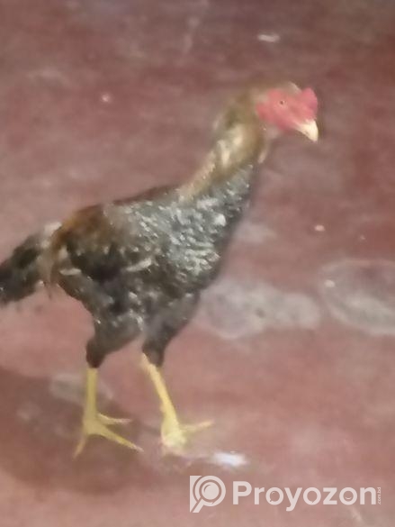 সরালি মুরগা