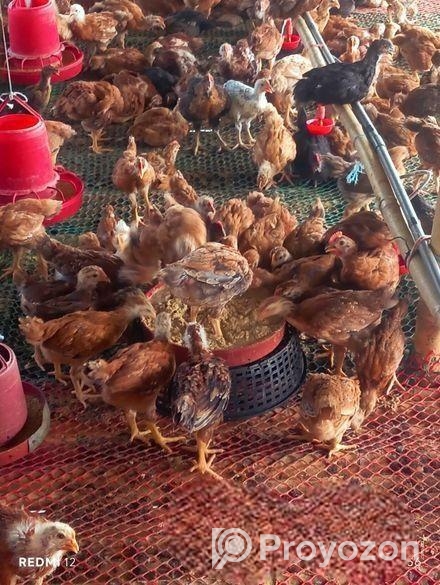 টাইগার মোরগ