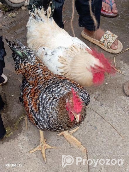 টাইগার মোরগ