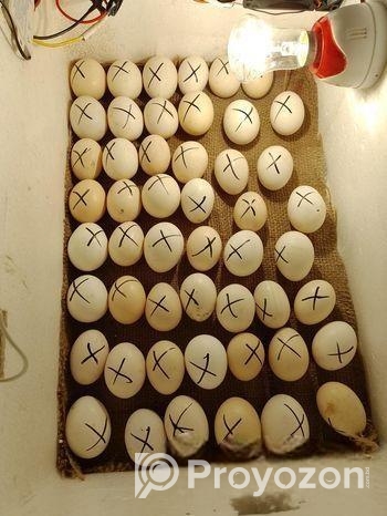 ডিম থেকে বাচ্চা ফুটানোর মেশিন