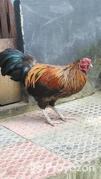 দেশি হাইদড়ি মুরোগ