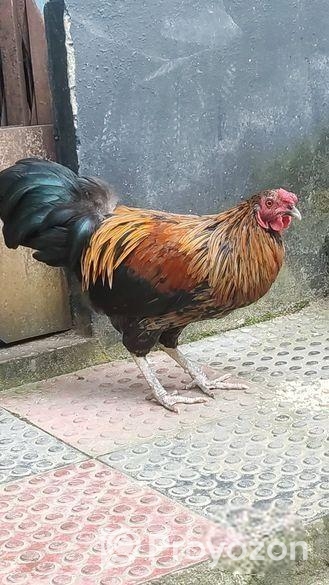 দেশি হাইদড়ি মুরোগ