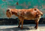 হরিয়ানা ক্রস পাটি ছাগল