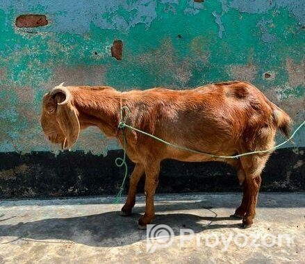 হরিয়ানা ক্রস পাটি ছাগল