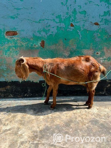 হরিয়ানা ক্রস পাটি ছাগল