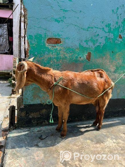 হরিয়ানা ক্রস পাটি ছাগল