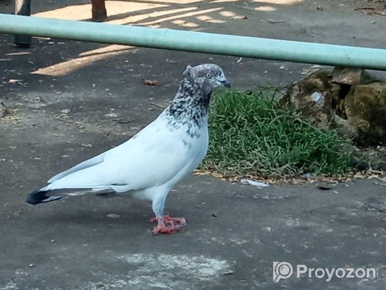 গিরিবাজ চুইটাল নর কবুতর /Giribaz Nor