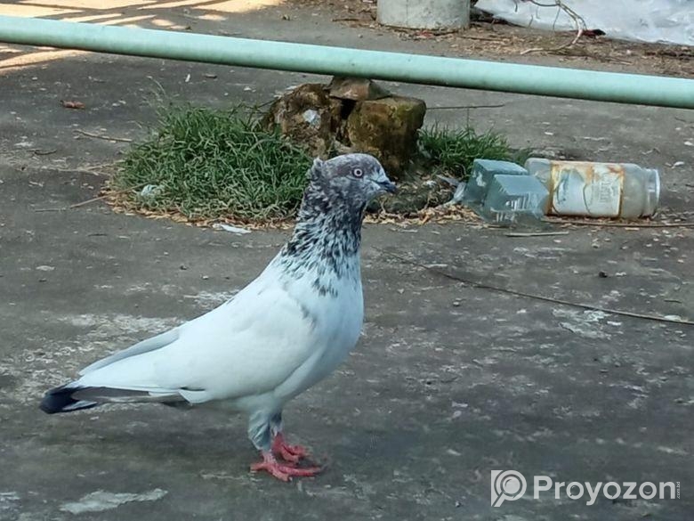 গিরিবাজ চুইটাল নর কবুতর /Giribaz Nor