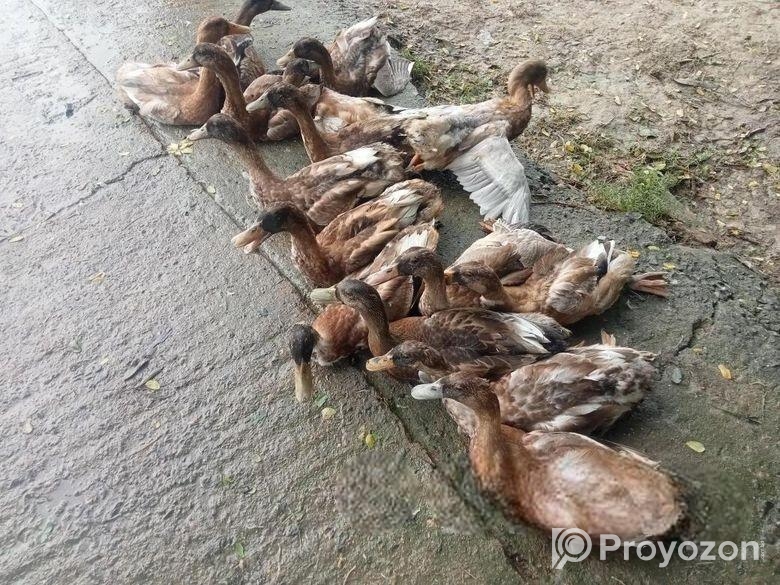 হাস বিক্রয় হবে