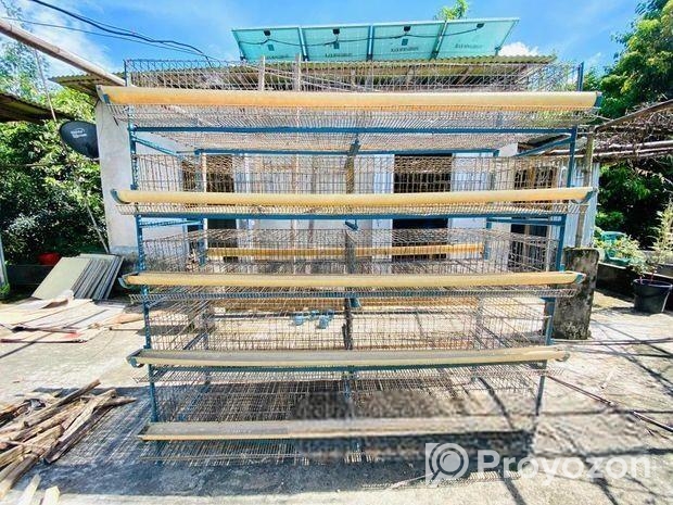 কোয়েল পাখির খাঁচা