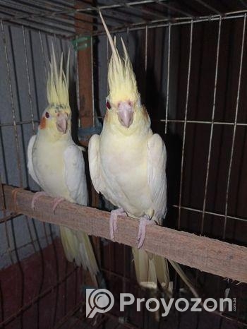 একজোড়া ককাটেল