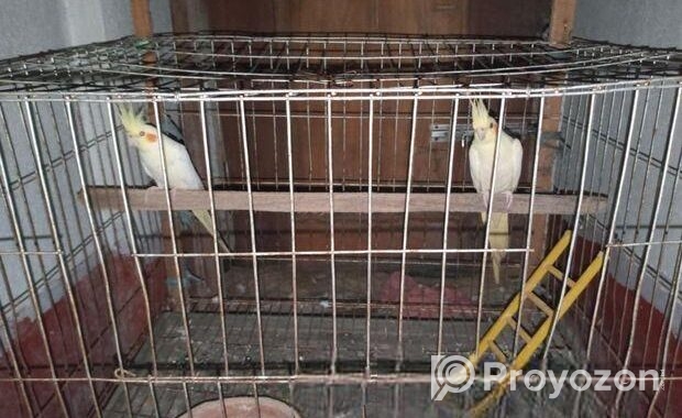 একজোড়া ককাটেল