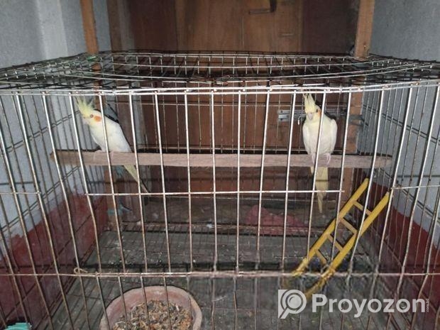 একজোড়া ককাটেল