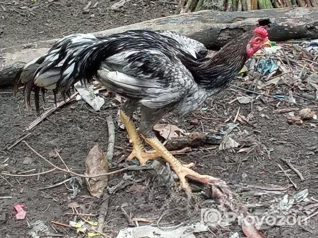 ভালো জাতের ইন্ডিয়ান ব্লাডের আসিল বয়স ও কম সেল হবে