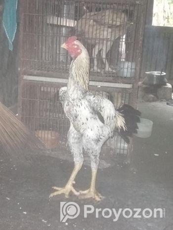 ভালো জাতের ইন্ডিয়ান ব্লাডের আসিল বয়স ও কম সেল হবে