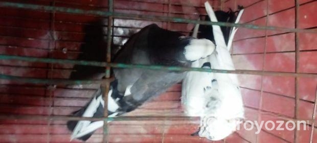 কবুতার Sell