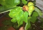 ত্বিন ফল গাছের কাটিং