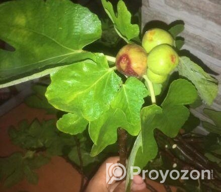 ত্বিন ফল গাছের কাটিং