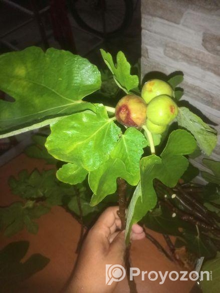 ত্বিন ফল গাছের কাটিং