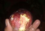 ত্বিন ফল গাছের কাটিং