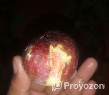 ত্বিন ফল গাছের কাটিং