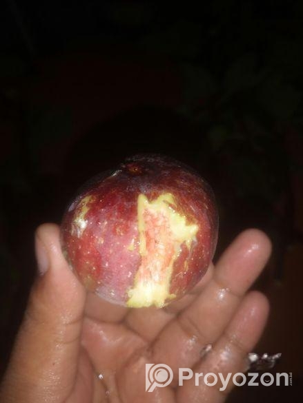 ত্বিন ফল গাছের কাটিং