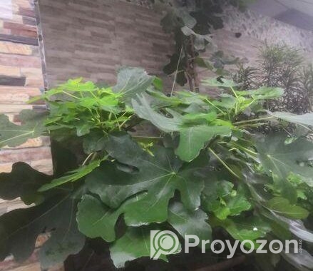 ত্বিন ফল গাছের কাটিং