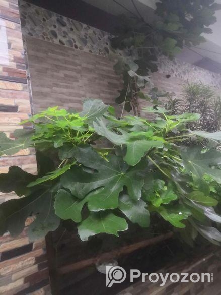 ত্বিন ফল গাছের কাটিং